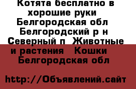 Котята бесплатно в хорошие руки - Белгородская обл., Белгородский р-н, Северный п. Животные и растения » Кошки   . Белгородская обл.